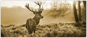 Fotótapéta flizelina 211x91 Szépia szarvas