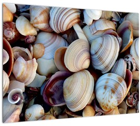 Kagyló képe (70x50 cm)