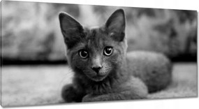 Vászonkép 115x55 Cica