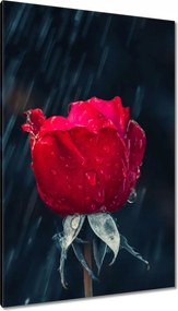 Vászonkép 80x120 Rózsa Virág Virágok Rózsa