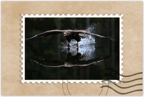 Poszterek 90x60 Madarak