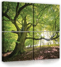 Vászonkép 50x50 Öreg fa erdő napfény természet zöld nyugalom