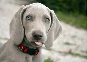 Kép - weimaraner kölyökkutya (üvegen) (70x50 cm)