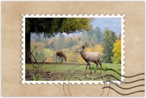 Poszter 60x40 Szarvas a szeretett szarvassal