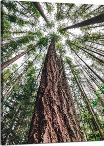 Vászonkép Fák Ég Természet Művészet 50x70 cm