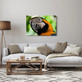 Papagáj képe (90x60 cm)