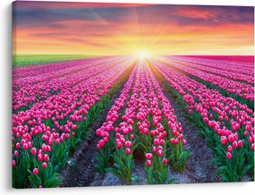 Tulipán mező és a nap képe (70x50 cm)