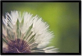 Poszterek keretben 60x40 Pitypang Virág Virágok