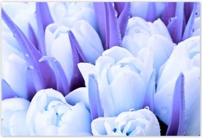 Poszterek 200x135 Kék tulipánok