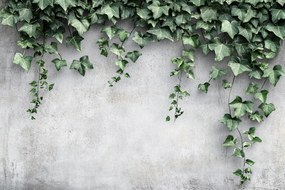 Fotótapéta Flizelina Fal Szürke Beton Kúszó Borostyán Levelek 312x219 ragasztó