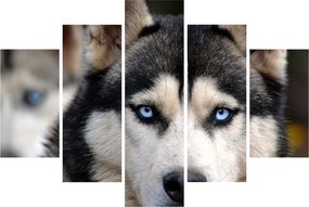 Husky kutya kép (150x105 cm)