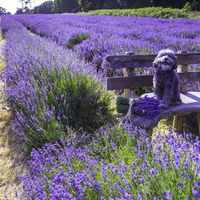 Poszter 20x20cm Kutya a padon a levendulamezőn, Assaf Frank