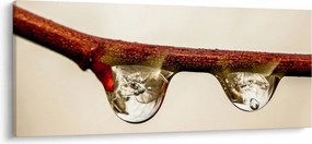 Vízcseppek a faágon képe (120x50 cm)