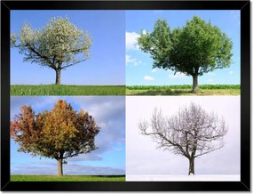 Poszterek keretben 40x30 Négy évszak Fa
