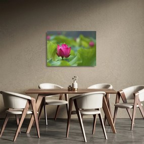 Kép - vízi növény (üvegen) (70x50 cm)