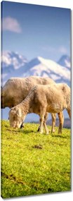 Vászonkép 40x100 Juh legeltetés Bárányok Juhok