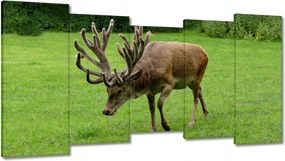Vászonkép 150x80 Szarvas felszarvazott