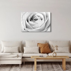 Kép - Rózsa virág részlete (90x60 cm)