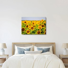 Kép - Napraforgók (70x50 cm)