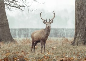 Poszter 66,5x46,5cm Szarvas az erdőben, Assaf Frank