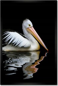 Poszterek keretben 40x60 Kormoran