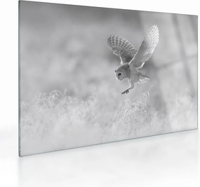 Üveg kép - Bagoly a mezőn (70x50 cm)
