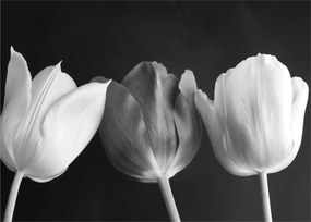 Kép - fekete-fehér tulipán virág (üvegen) (70x50 cm)