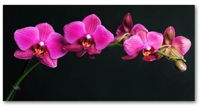 Akrilkép Orchidea oah-64284743