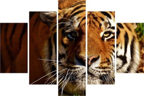 Tigris képe (150x105 cm)