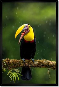 Poszterek keretben 40x60 Madarak