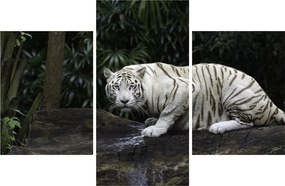 Kép - albínó tigris (90x60 cm)