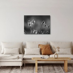 Üveg kép - Bézs színű puha fű N⁰2 (70x50 cm)