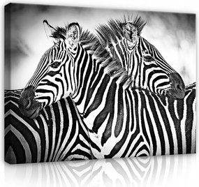 Vászonkép 80x60 Zebra afrikai szavanna vad természet fekete-fehér csíkos