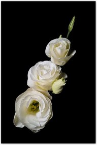 Poszterek 80x120 Eustoma russellianum