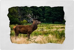 Poszterek 60x40 Óriás szarvas Tájkép