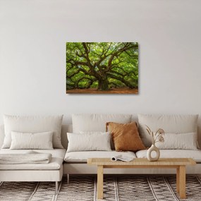Üveg kép - Zöld fa (70x50 cm)