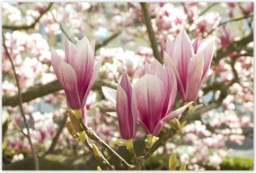 Poszterek 120x80 Magnólia