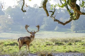 Poszter 91,5x60cm Szarvas a fa alatt, Assaf Frank