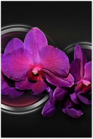 Poszterek 80x120 Lila leander