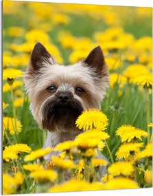 Üveg Vágódeszka 40x52 Kutya a Konyhába