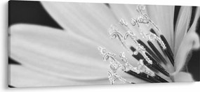 Kép - Fekete-fehér virág (120x50 cm)