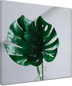 Vászonkép 50x50 Mosnter levelei lyukas