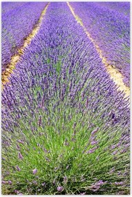 Poszterek 80x120 Levendula