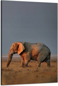 Vászonkép Elefánt szavanna Afrika Ég Fű 60x90 cm