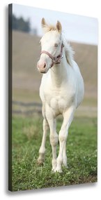 Vászonkép Ló albínó ocv-51207060