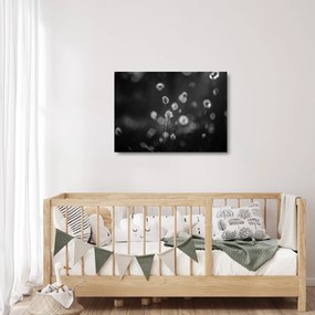 Üveg kép - Pamutfű a réten (70x50 cm)