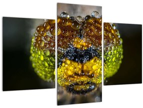 Részletes kép a rovar szemről (90x60 cm)