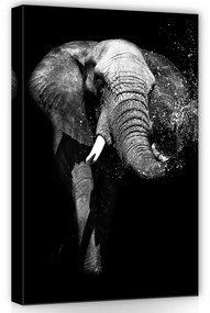 Elefánt fekete-fehérben, vászonkép, 40x60 cm méretben
