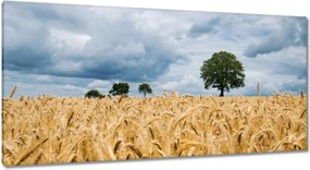 Festmények 115x55 Mező az aratás előtt Rozs