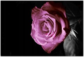 Plakátok 185x125 Lila rózsa